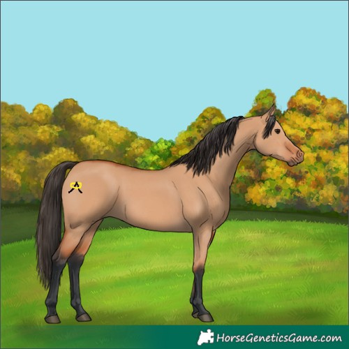 Horse Color:Bay Dun