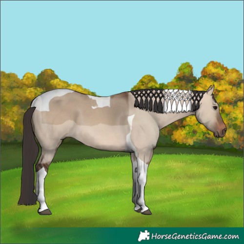 Horse Color:Bay Dun Tobiano