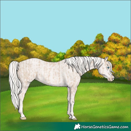Horse Color:Cremello Splash  and Cremello Splash 