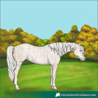 Horse Color:Cremello Splash  and Cremello Splash 