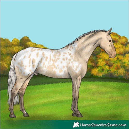 Horse Color:Silver Buckskin Dun Appaloosa 
