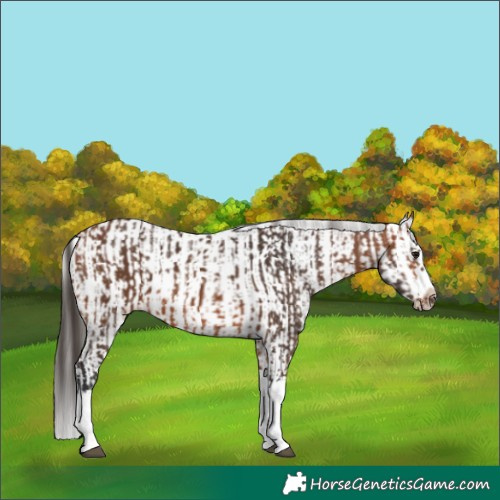 Horse Color:Bay Splash Frame  and White Spotted Bay Splash Frame 