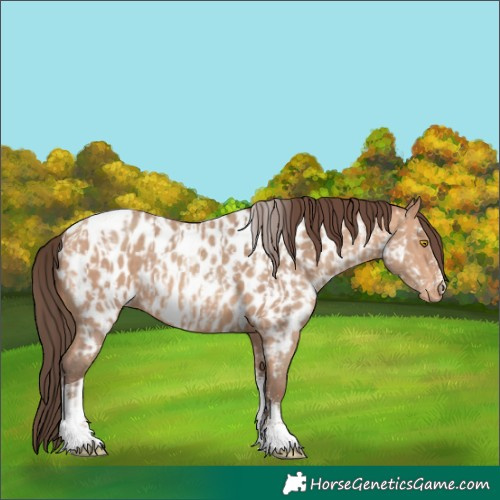 Horse Color:Amber Champagne Sabino Tobiano Appaloosa  and Amber Champagne Sabino Tobiano Appaloosa 