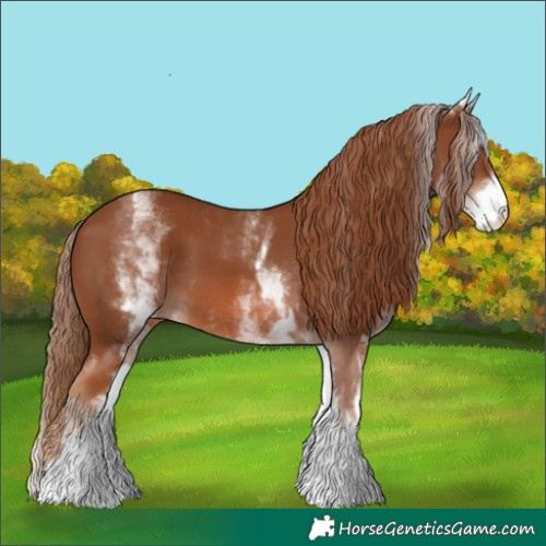 Horse Color:White Spotted Chestnut 