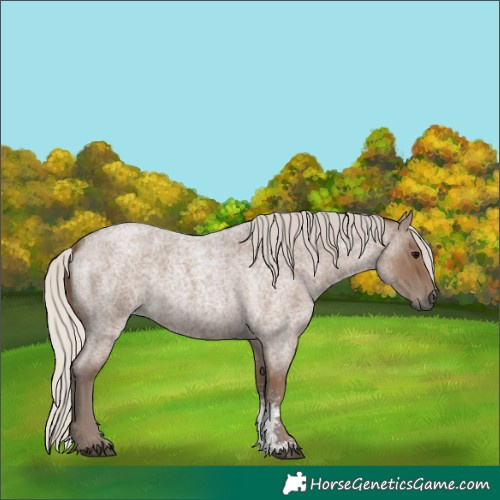 Horse Color:Silver Blue Roan Sabino 