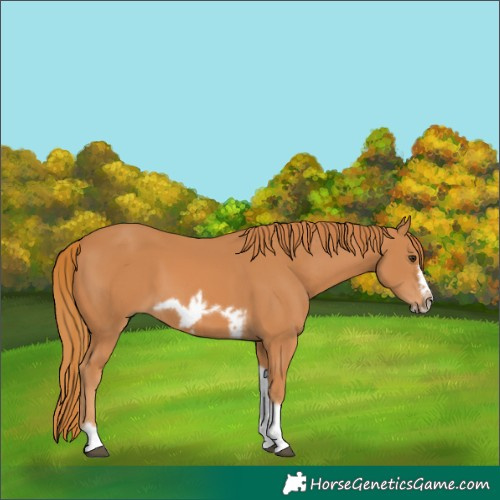 Horse Color:Chestnut Tobiano Frame 