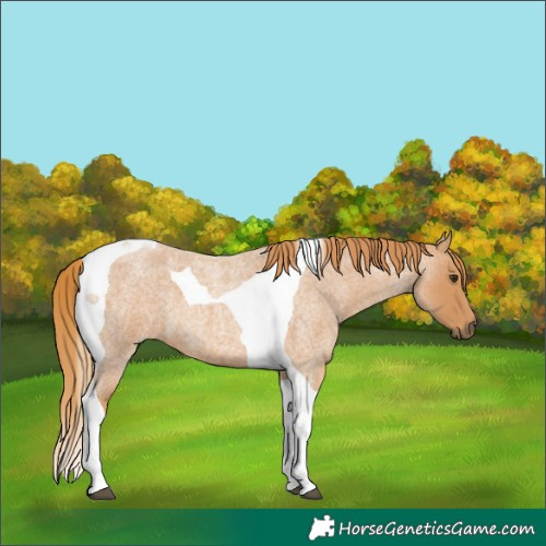 Horse Color:Red Roan Tobiano