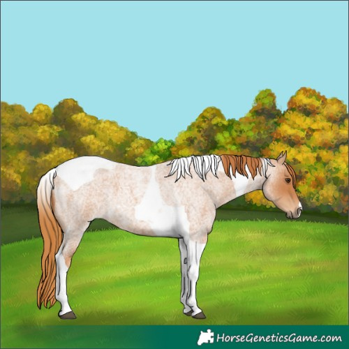 Horse Color:Red Roan Tobiano 