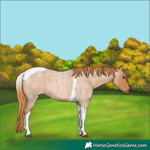 Horse Color:Red Roan Tobiano 
