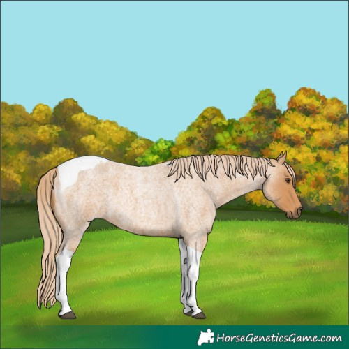 Horse Color:Red Roan Tobiano
