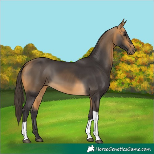 Horse Color:Buckskin Tobiano