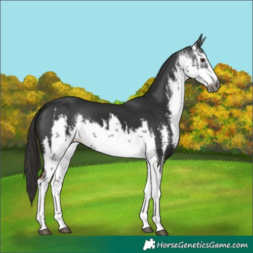 Horse Color:Gray White Spotted Liver Chestnut 