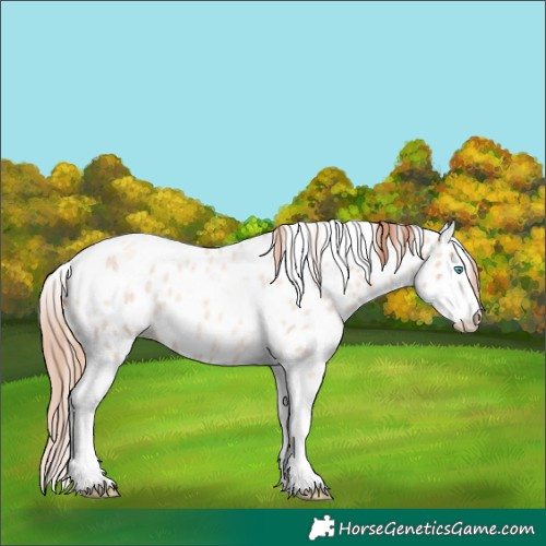 Horse Color:Gold Champagne Roan Dun Splash Tobiano Frame Appaloosa Rabicano 