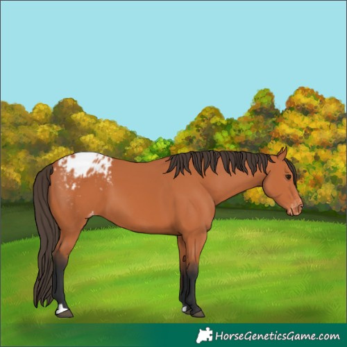 Horse Color:Bay Appaloosa 