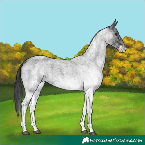 Horse Color:White Spotted Blue Roan