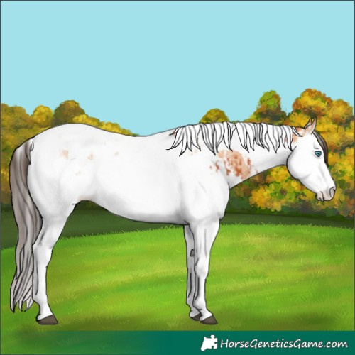 Horse Color:Bay Splash Tobiano  and Amber Champagne Splash Tobiano 