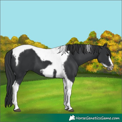 Horse Color:Black Tobiano Frame