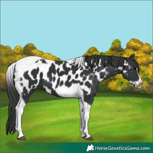 Horse Color:Unknown 