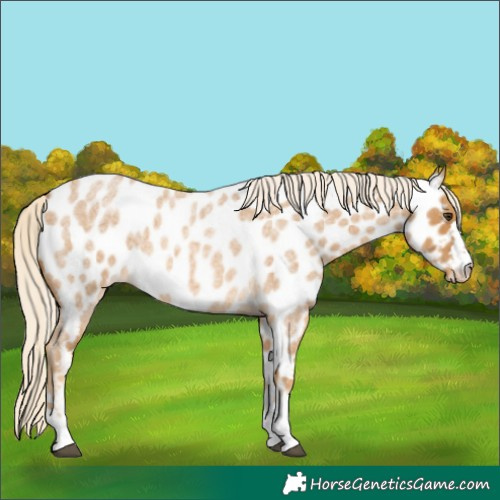Horse Color:Palomino Roan Appaloosa 