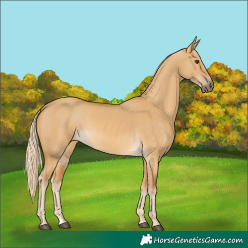Horse Color:Palomino Dun 