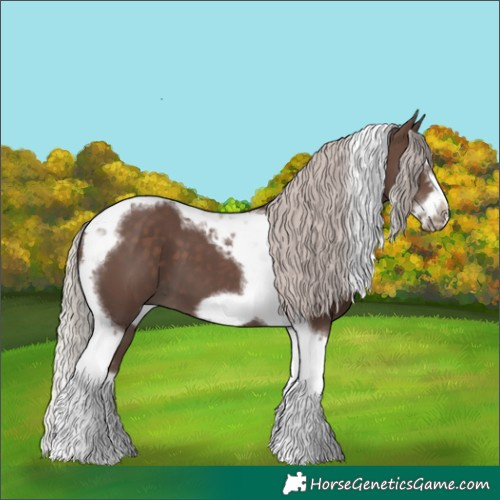 Horse Color:Silver Black Splash Tobiano Frame