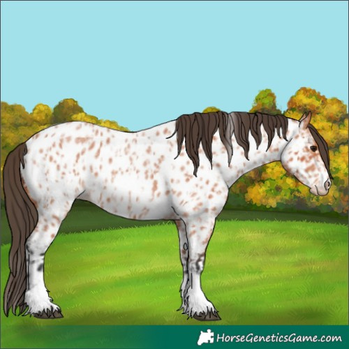 Horse Color:Bay Roan Splash Tobiano Appaloosa  and Bay Roan Tobiano Appaloosa 