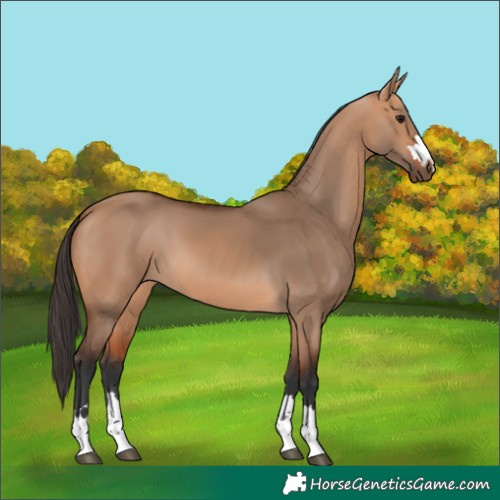 Horse Color:Bay Dun 