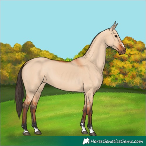 Horse Color:Bay Dun