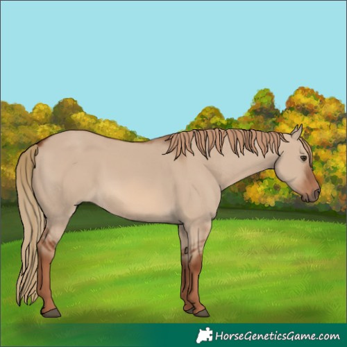 Horse Color:Red Dun Rabicano