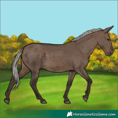 Horse Color:Silver Brown Dun 