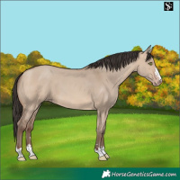 Horse Color:Sable Champagne Dun