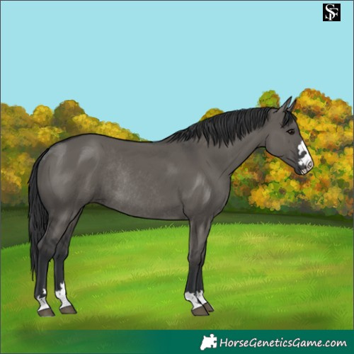 Horse Color:Grullo Rabicano