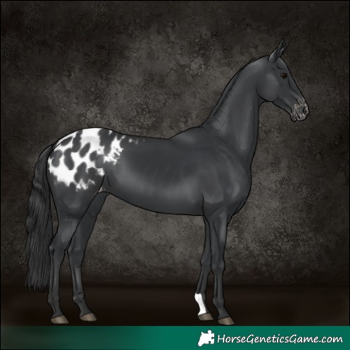 Horse Color:Black Appaloosa