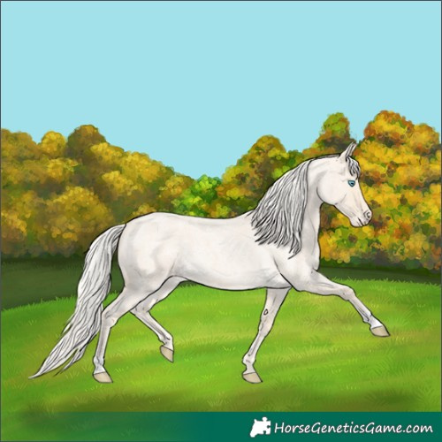 Horse Color:Cremello Roan