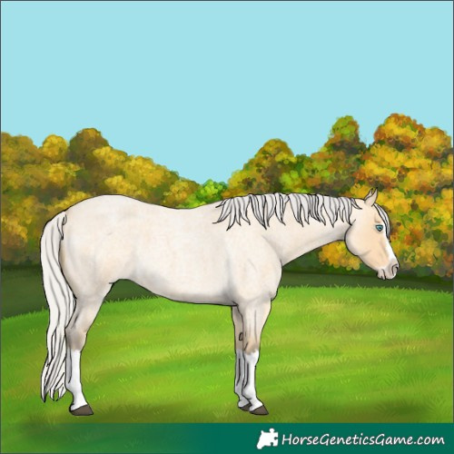 Horse Color:Silver Buckskin Roan Splash 