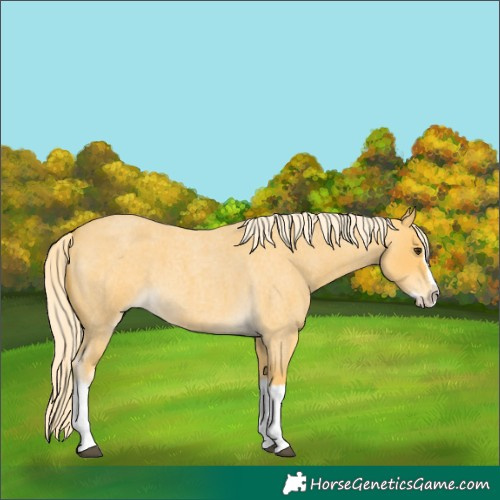 Horse Color:Palomino Roan Splash 
