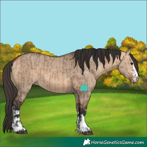 Horse Color:Bay Dun and Bay Dun