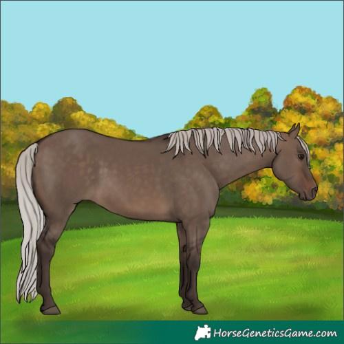 Horse Color:Silver Brown Dun