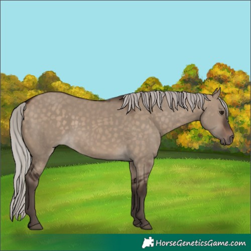Horse Color:Silver Brown Dun