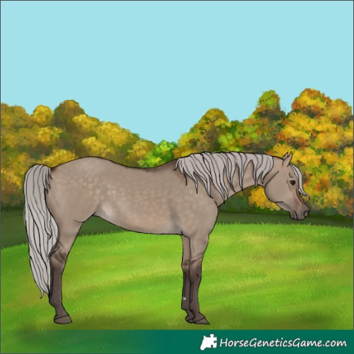 Horse Color:Silver Brown Dun