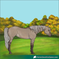 Horse Color:Silver Brown Dun 