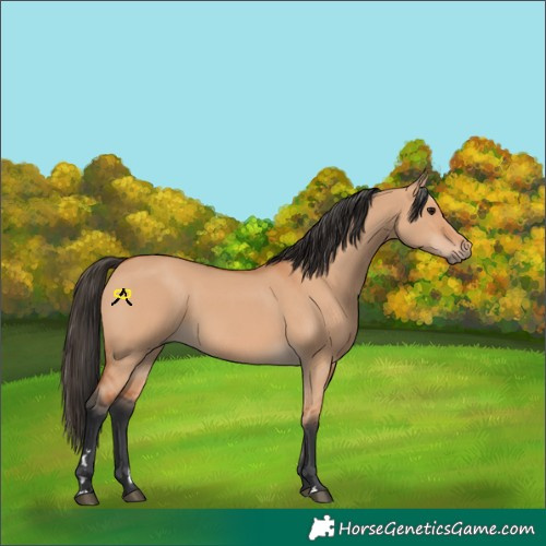 Horse Color:Bay Dun