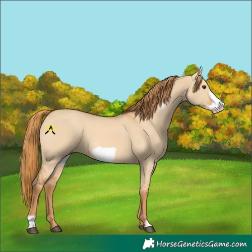 Horse Color:Red Dun Frame