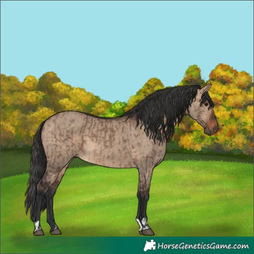 Horse Color:Brown Dun and Brown Dun