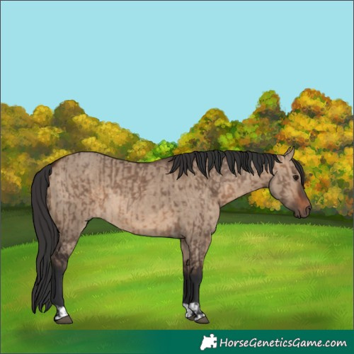 Horse Color:Brown Dun and Brown Dun