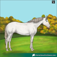 Horse Color:Smoky Creme Roan Dun