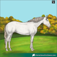 Horse Color:Smoky Creme Roan Dun 