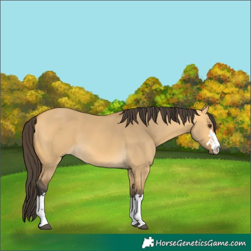 Horse Color:Buckskin Dun 
