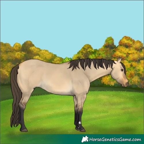 Horse Color:Buckskin Dun
