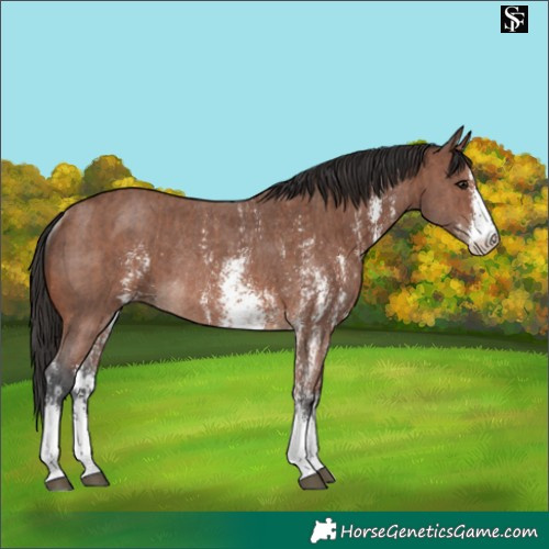 Horse Color:Bay Sabino Rabicano and Brown Sabino Rabicano